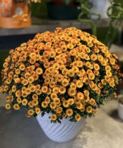 Chrysanthemum Plant Basket