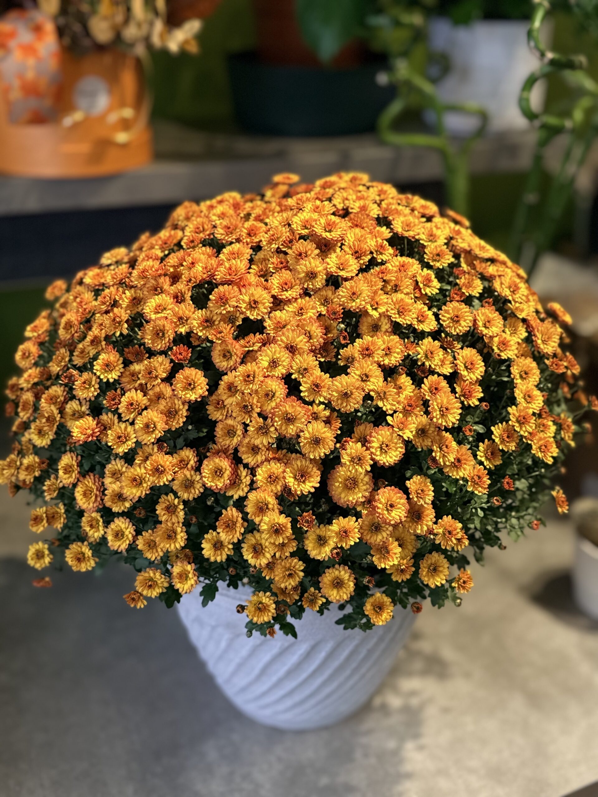 Autumn Chrysanths Plant Tuam
