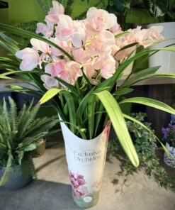 Cymbidium Orchid